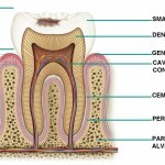 dente_struttura_tessuti_parti