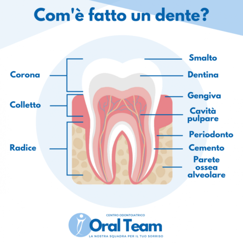 Denti: come sono fatti?
